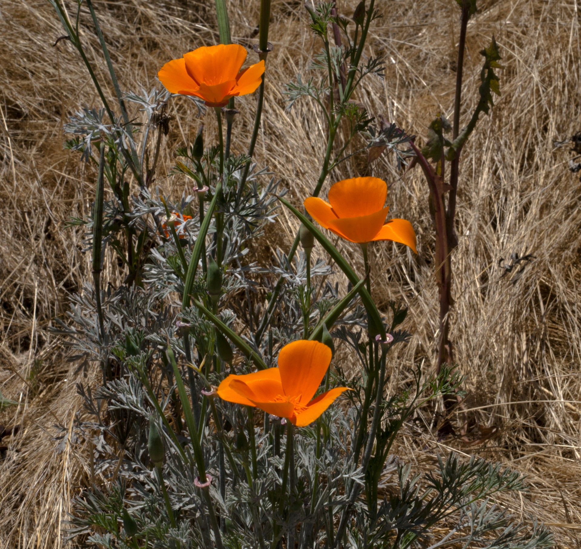 poppy poppies california poppy free photo