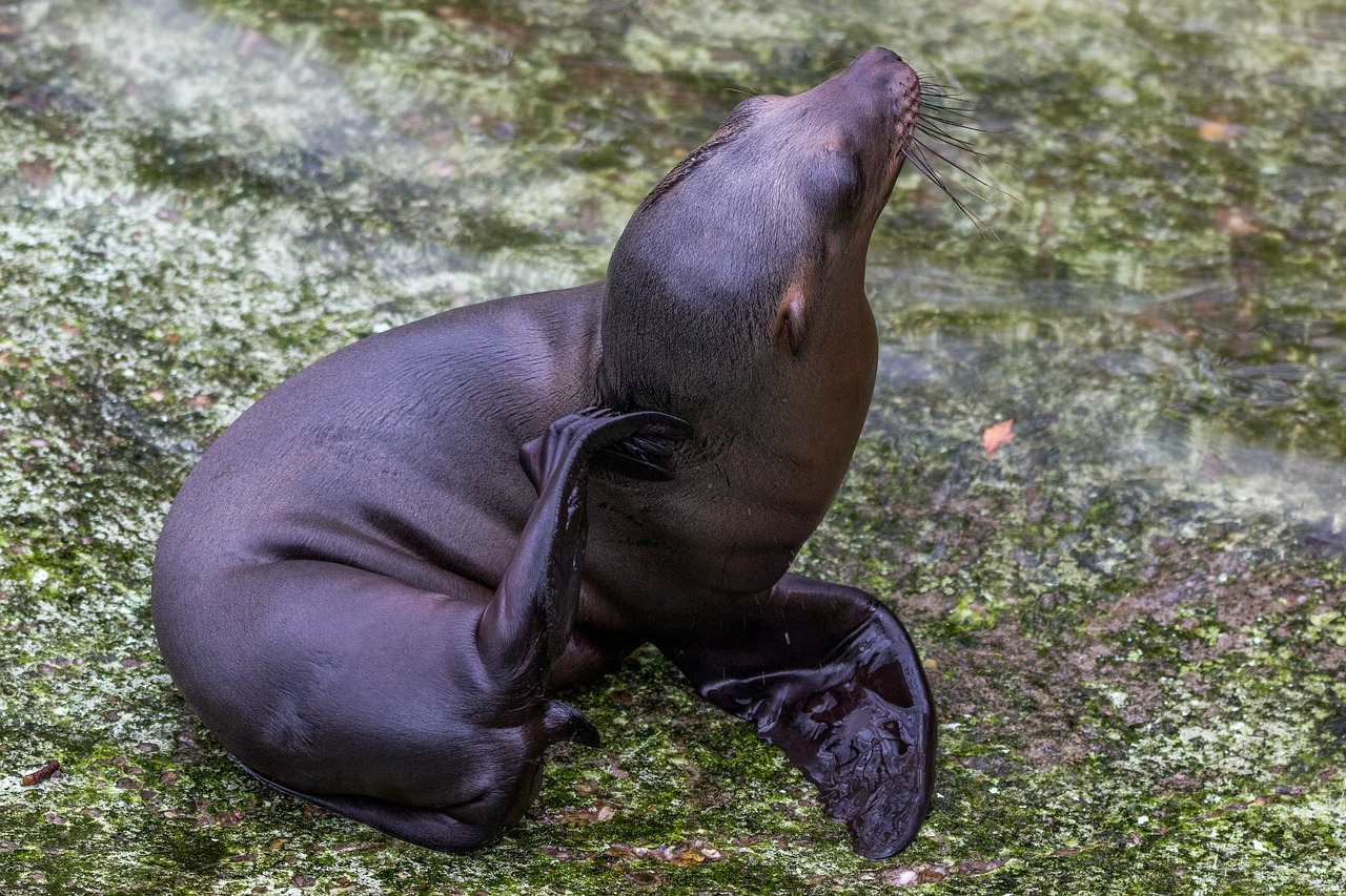 california sea lion sea lion young animal free photo