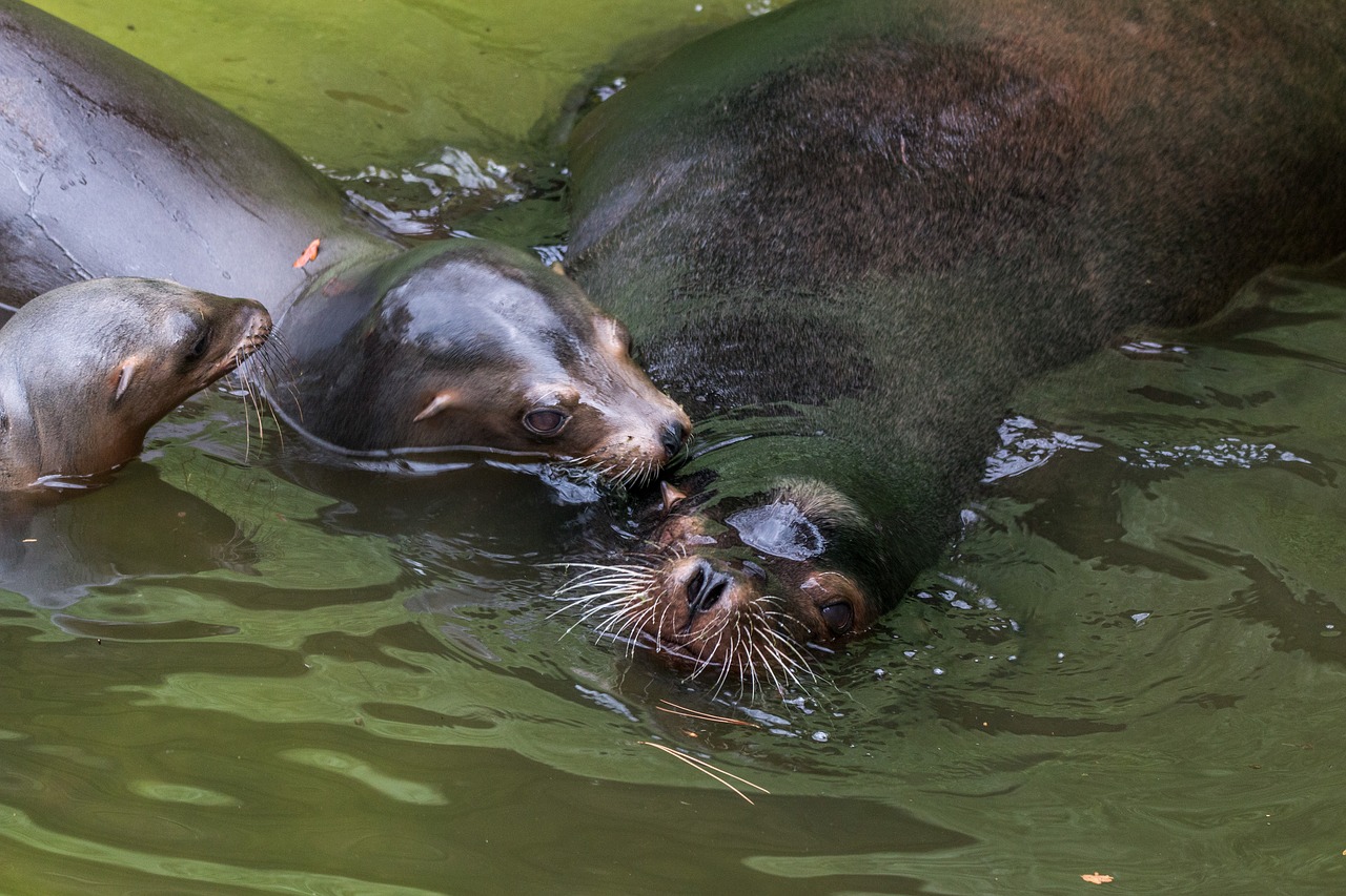 california sea lion sea lion water creature free photo