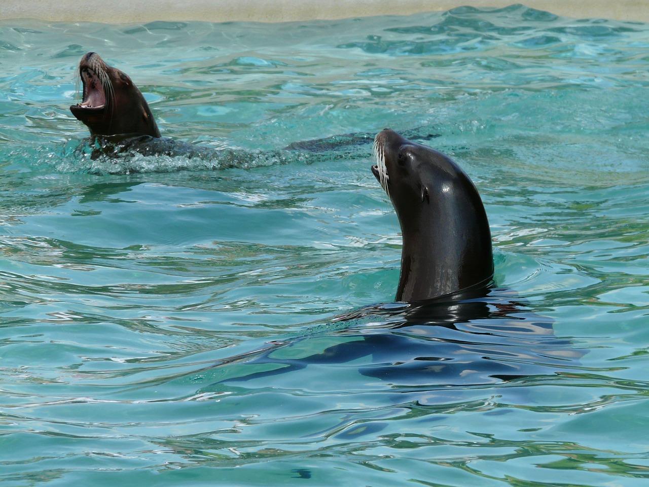 california sea lion sea lion seal pelts free photo
