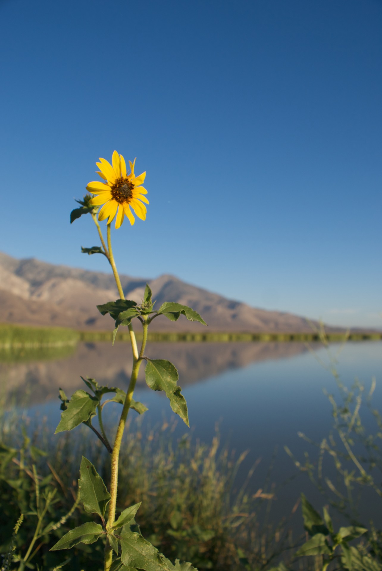 beauty blossom bush sunflower free photo