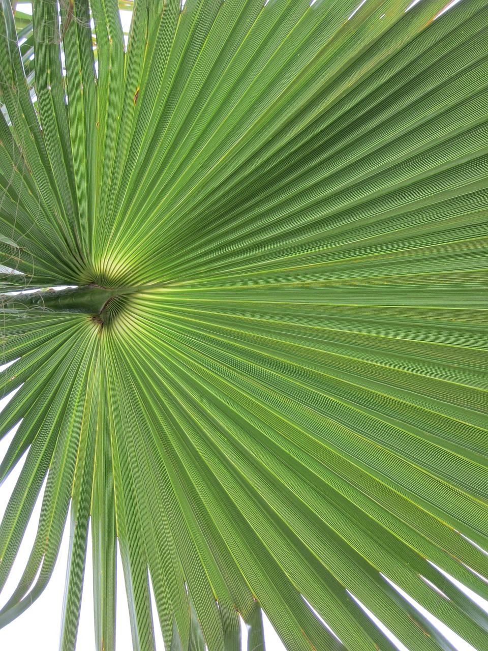 california washingtonpalme palm fronds palm free photo
