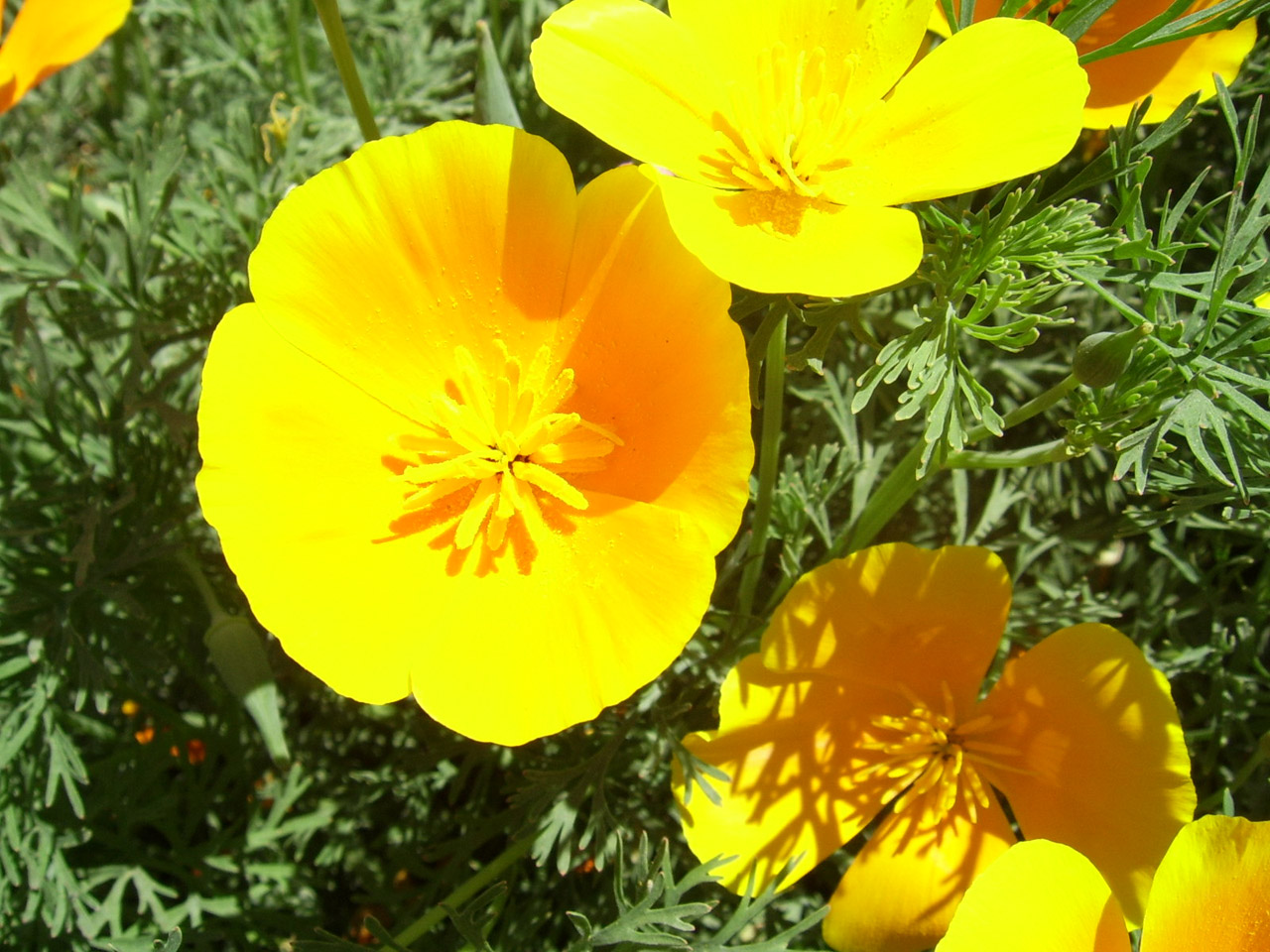 californian poppy yellow free photo