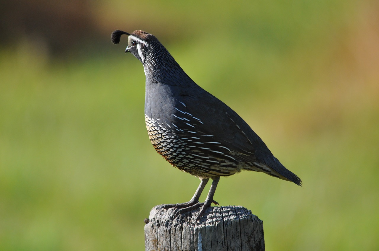 californian quail new zealand bird free photo