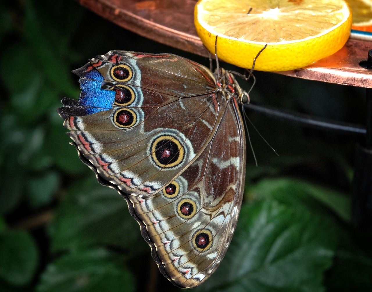 caligo eurilochus butterfly free photo