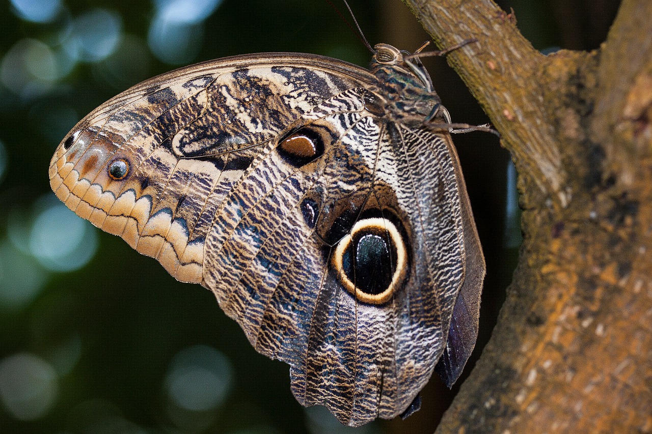 caligo eurilochus eyes butterfly free photo