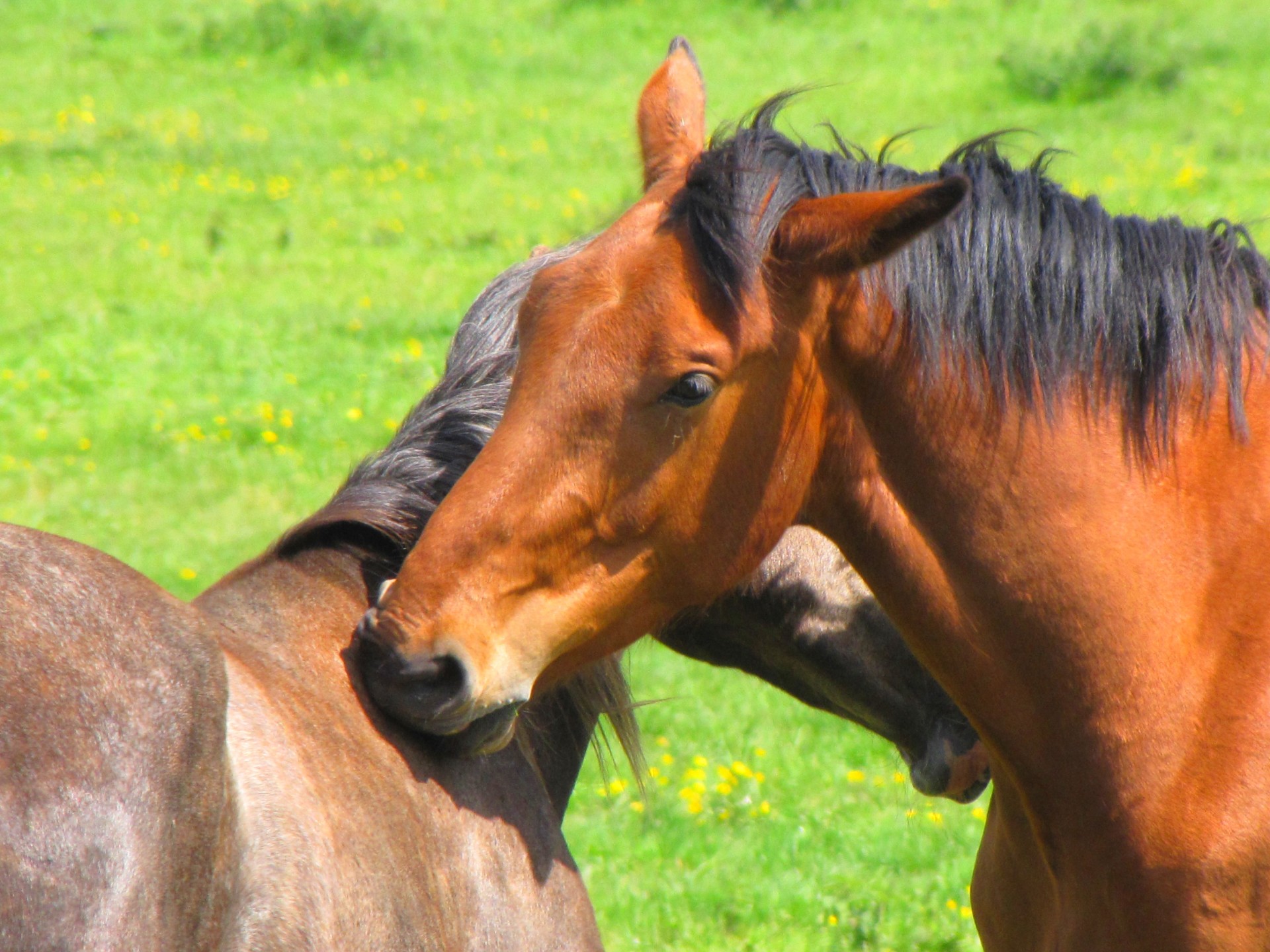 animal horse meadow free photo