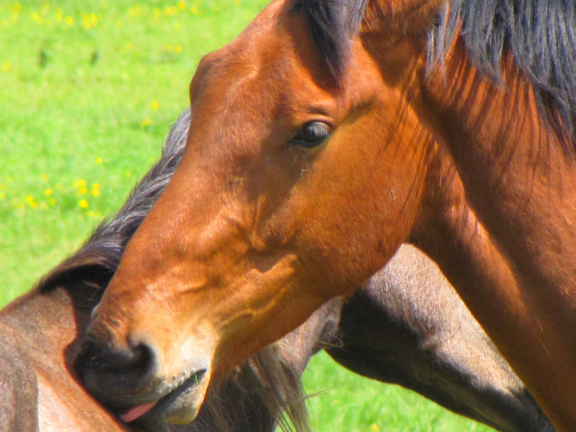 animal horse meadow free photo