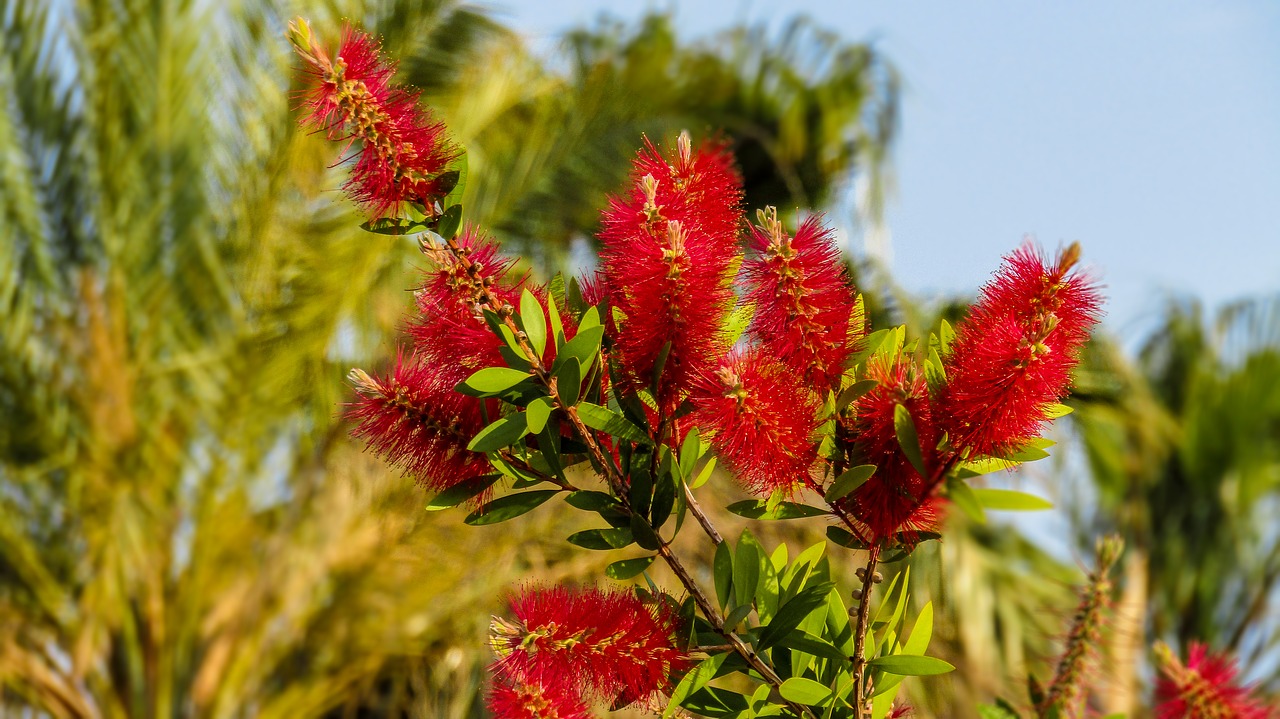 calistemo  calistemus  callistemon free photo