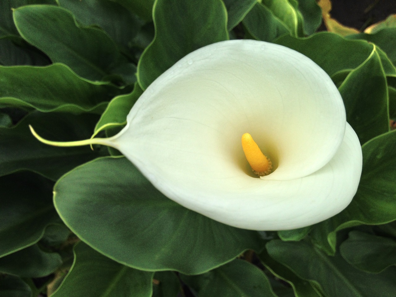 calla taipei taiwan free photo