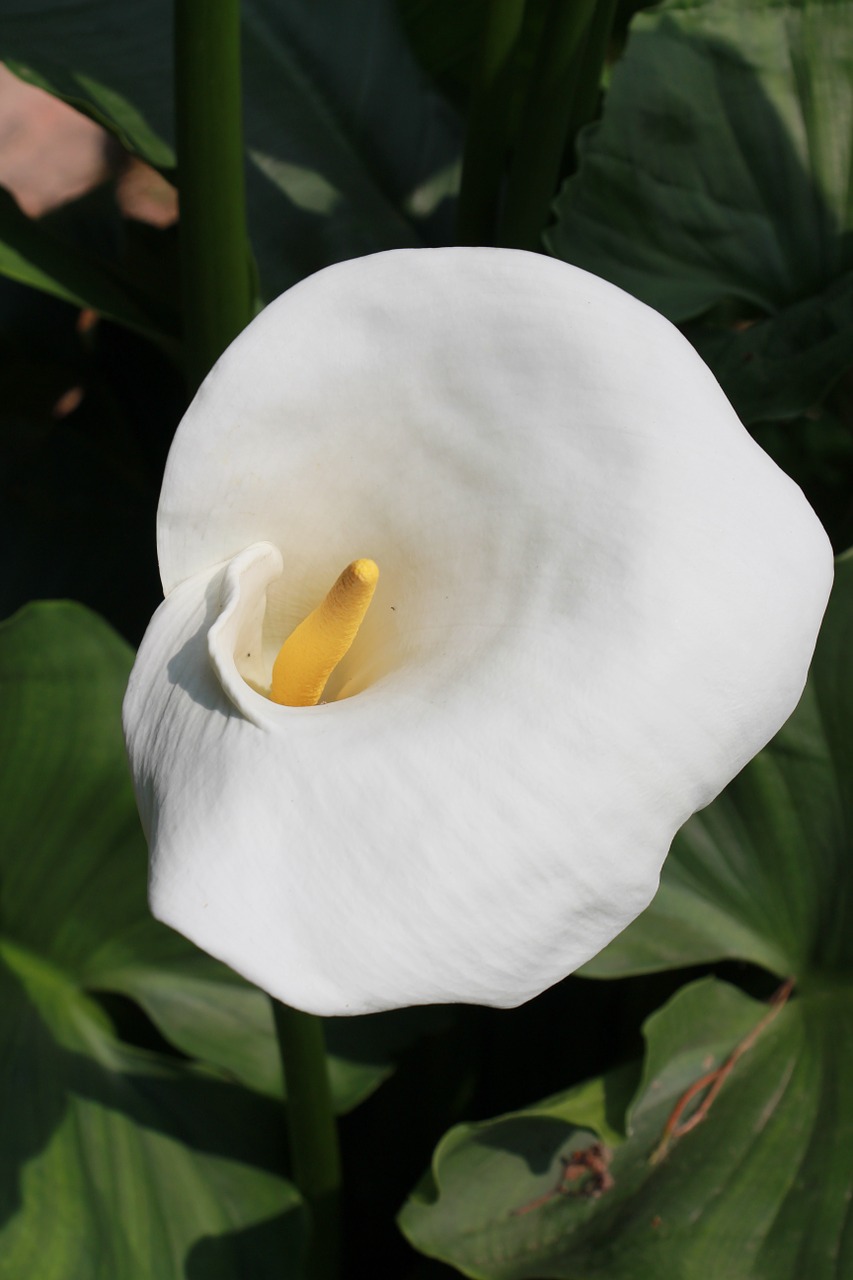 calla blossom bloom free photo