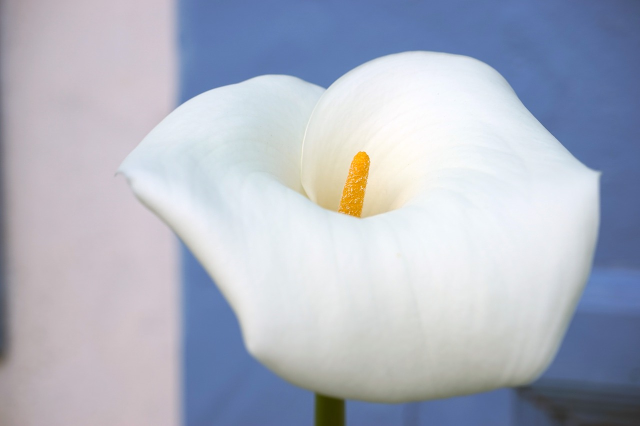 calla flower plant free photo