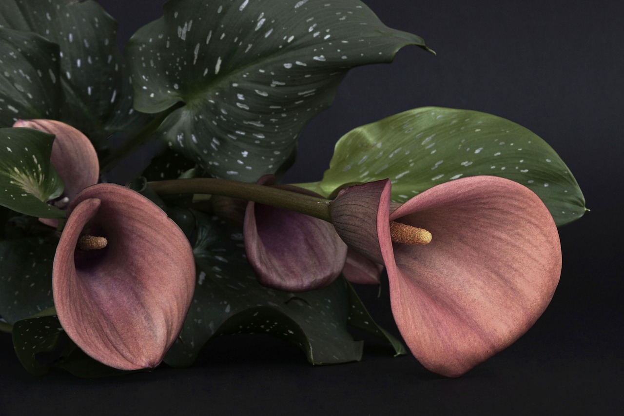 calla flower flowers free photo