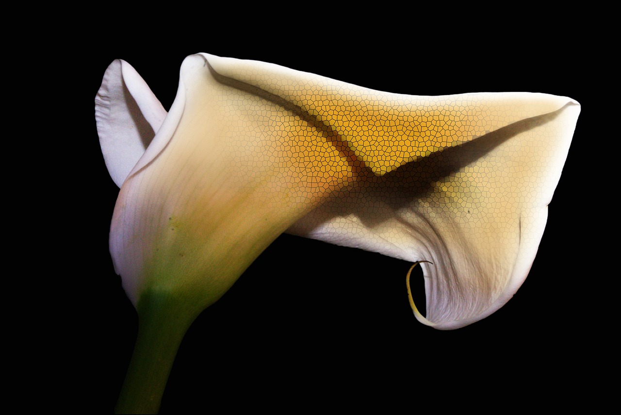 calla flower plant free photo