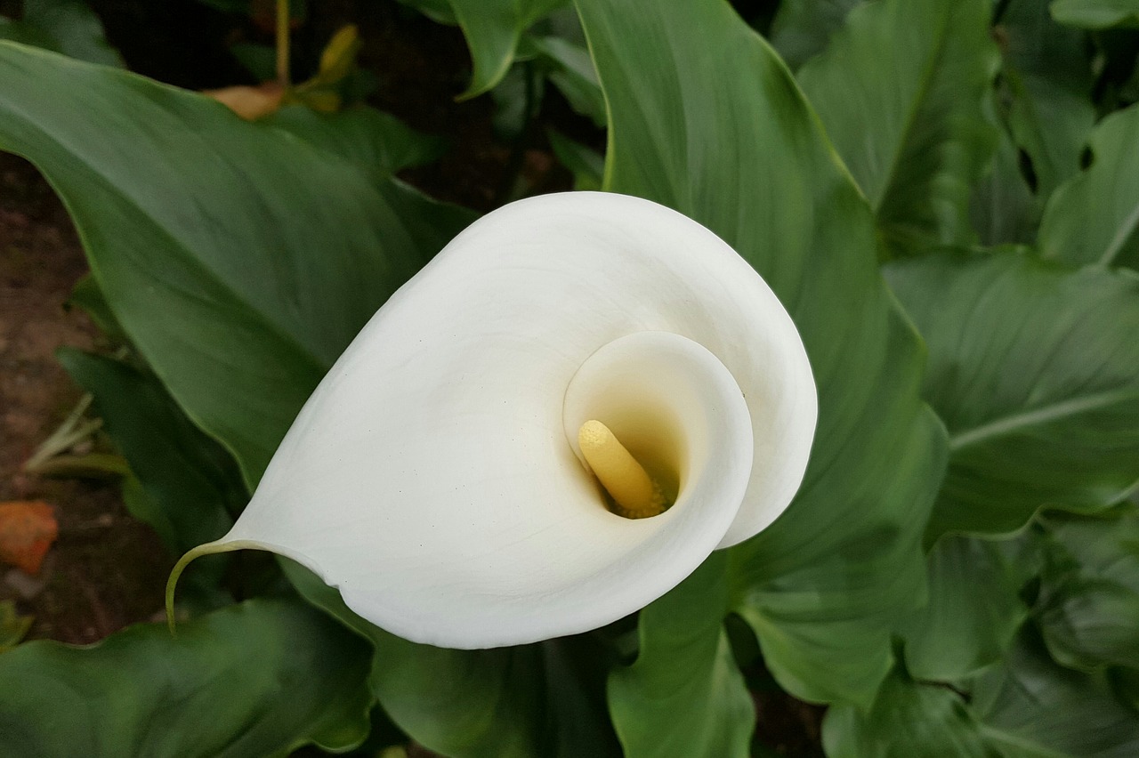 calla white pure vegetable cleansing free photo