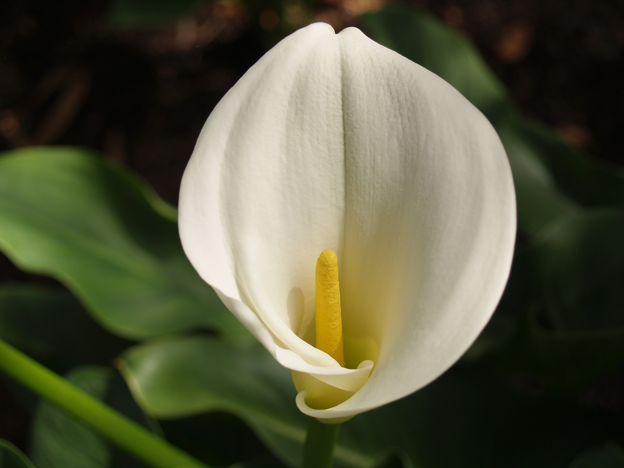 calla flower floral free photo