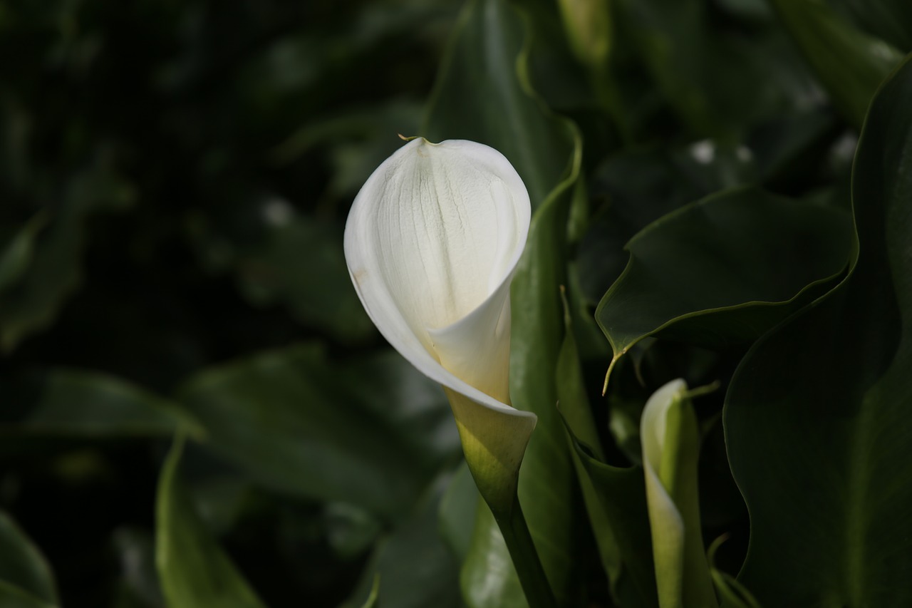 calla flowers bamboo lake free photo