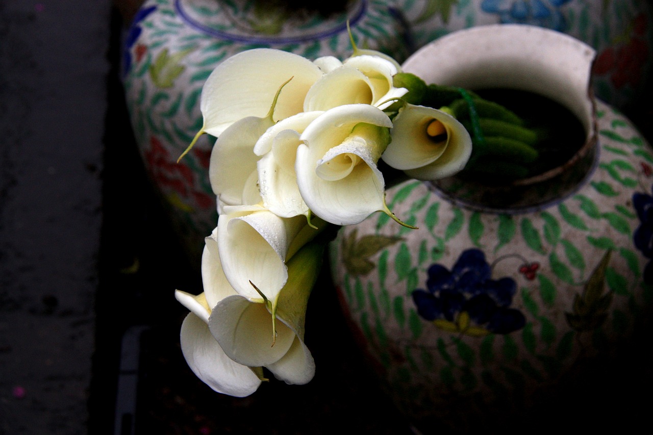 calla vase notch free photo