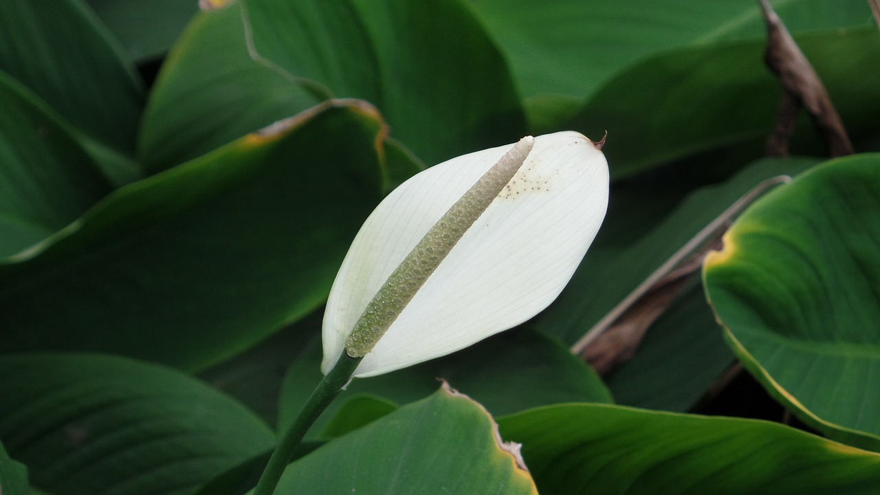 calla white green free photo