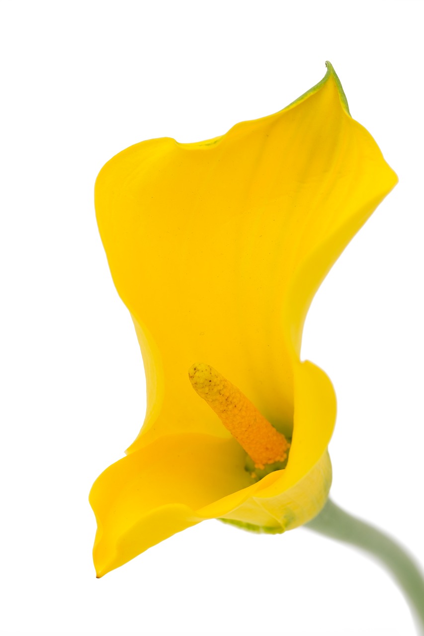 calla dragons wurz calla palustris free photo