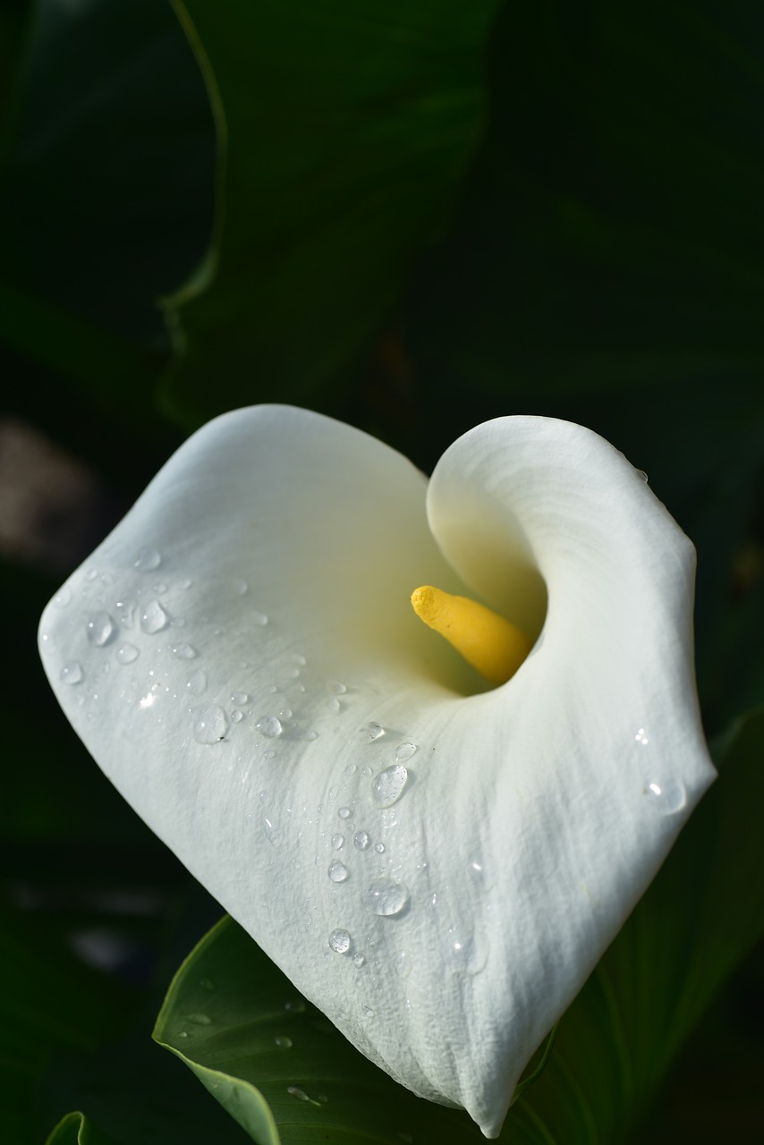 calla  blossom  bloom free photo