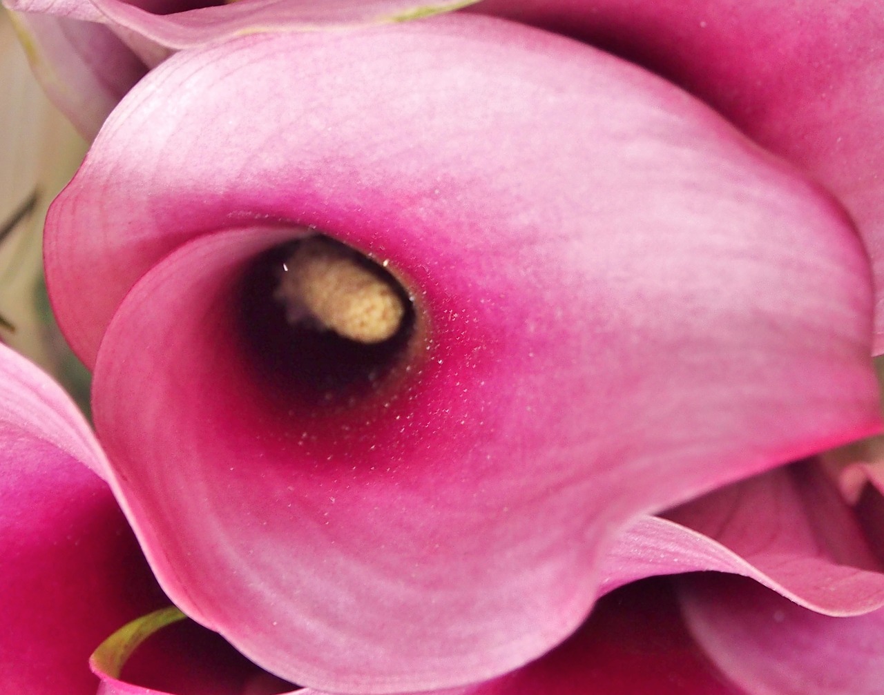 calla  violet  close up free photo