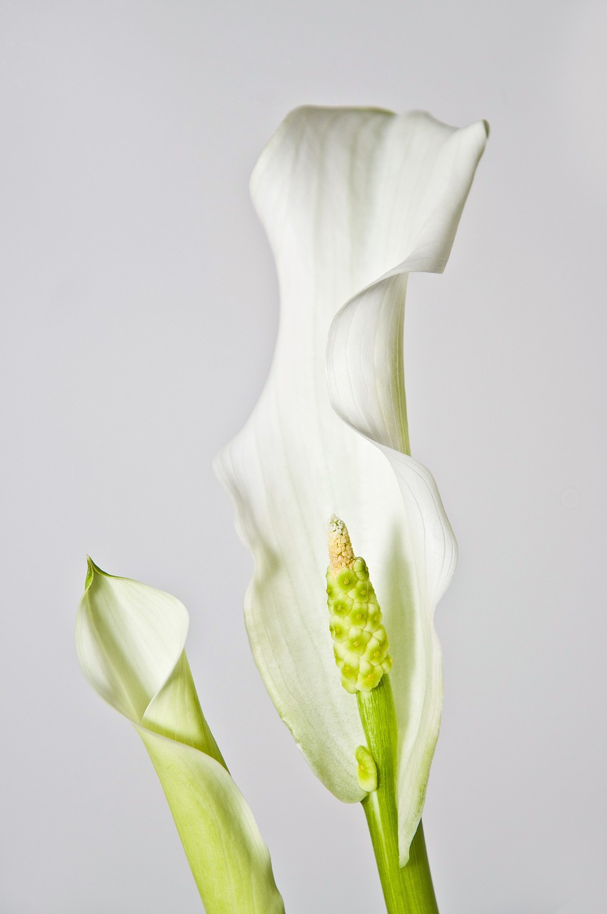 calla  flower  lily free photo