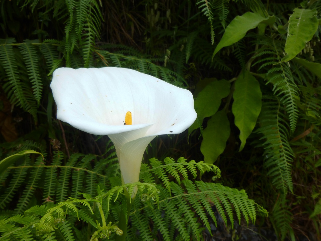 calla white blossom free photo