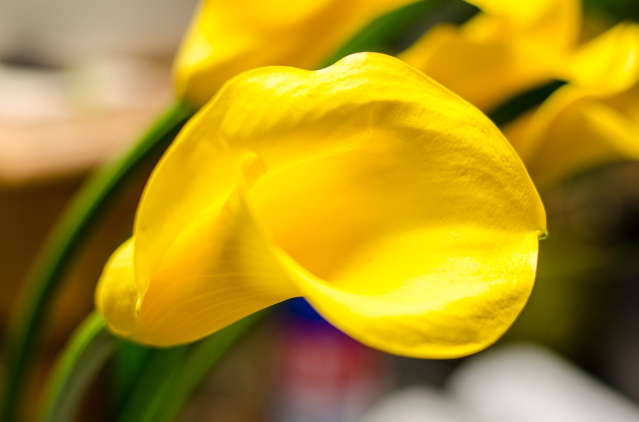 calla  yellow  flower free photo