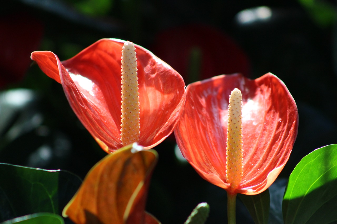 calla red flower free photo