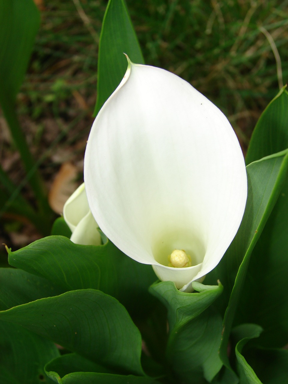 Calla,lily,flower,bloom,floral - free image from 