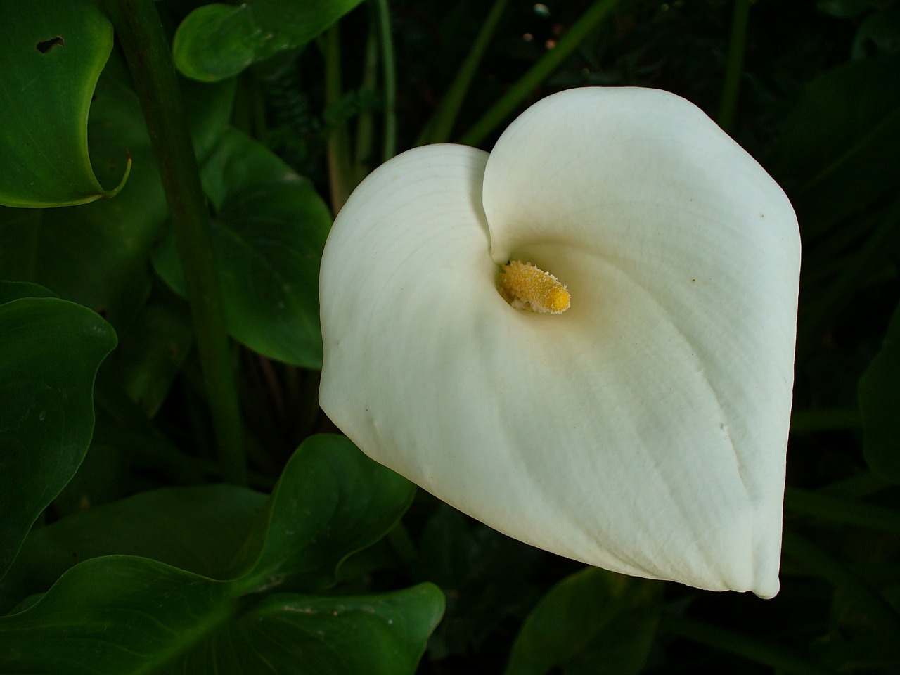 calla flower plant free photo