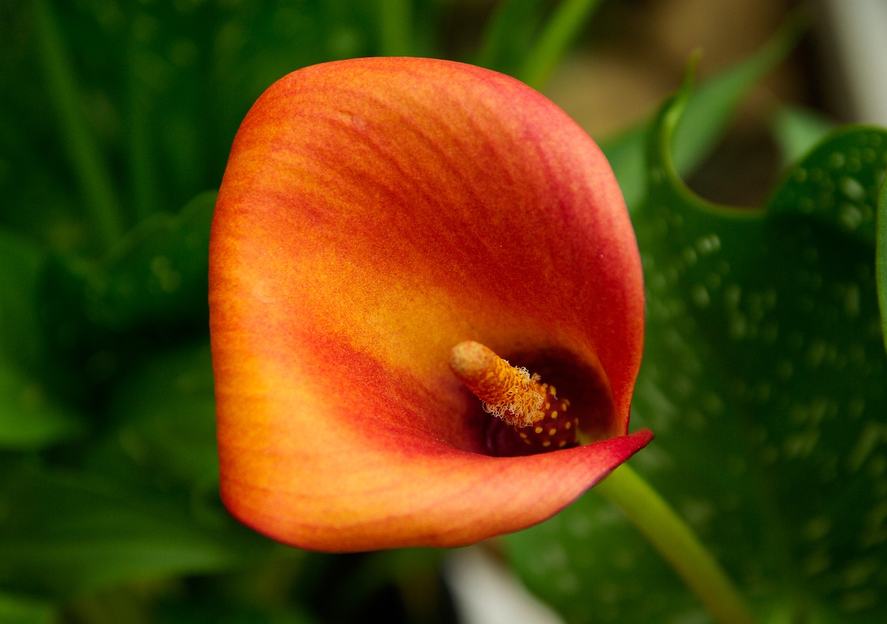calla flower arum free photo