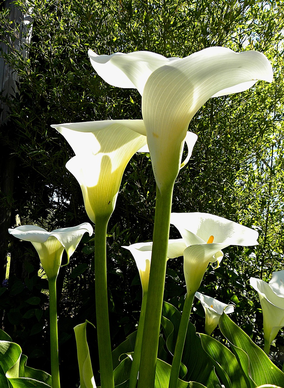 calla flowers wildwachsend free photo