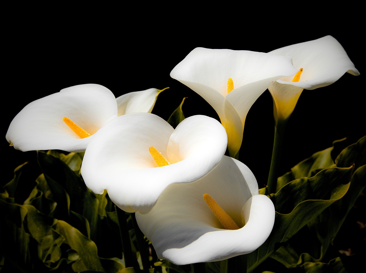 calla lilies lilies white free photo
