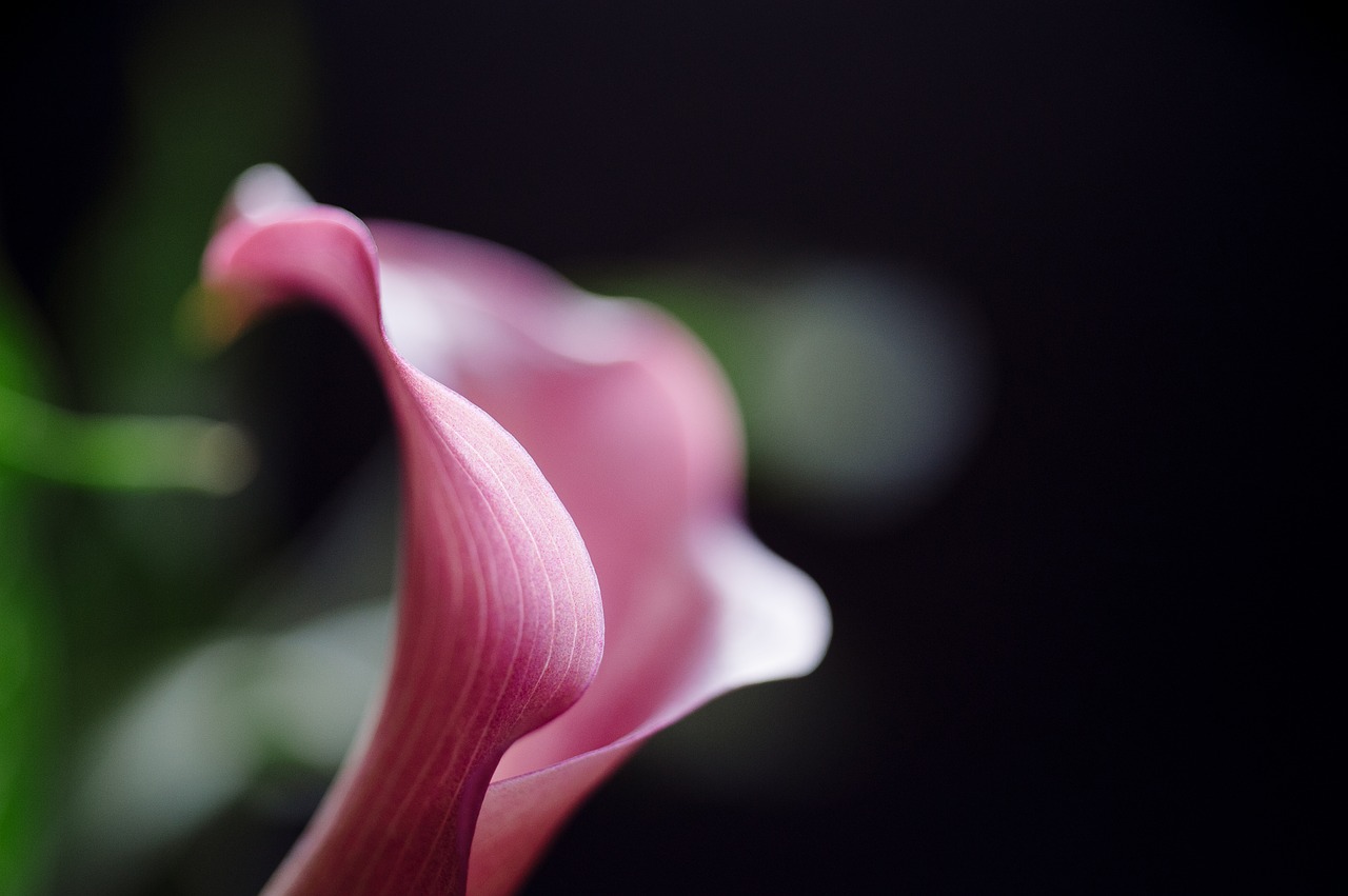 calla lilly flower nature free photo