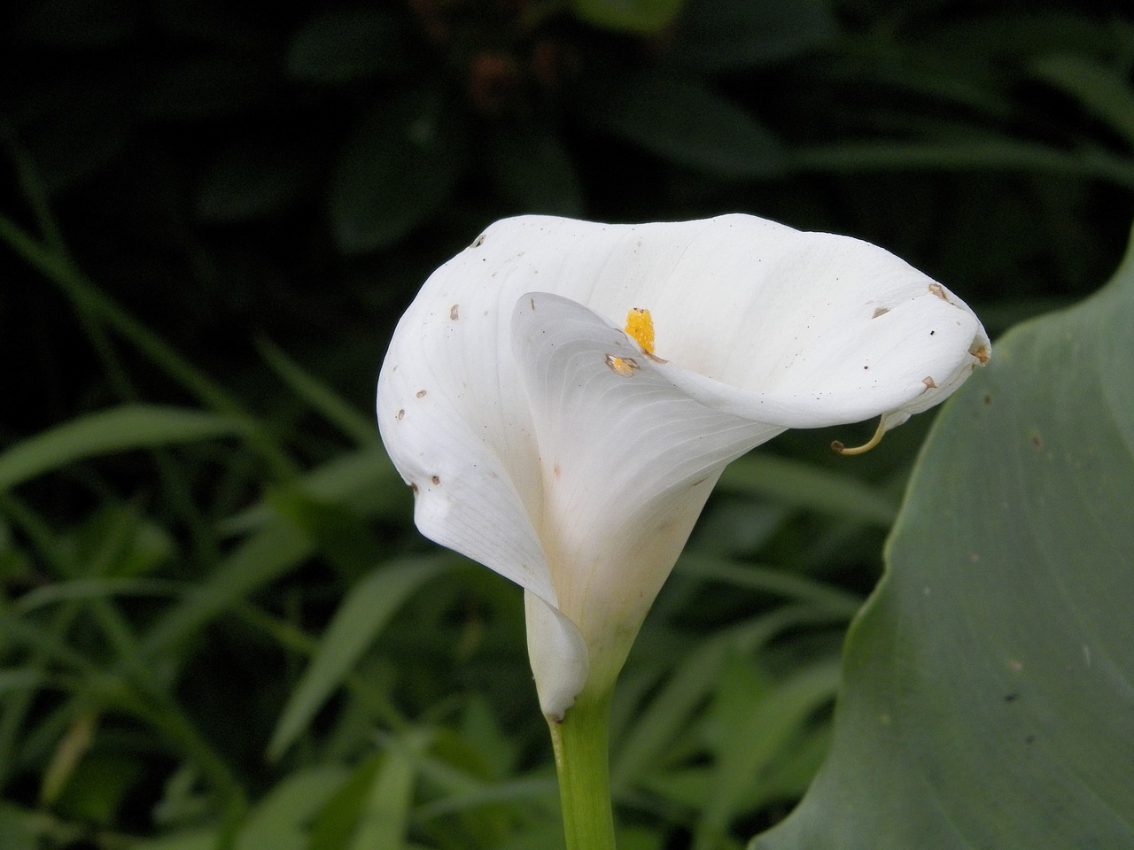 calla lilly flower white free photo