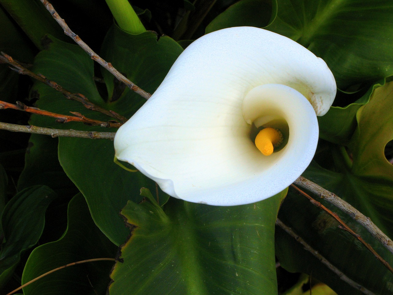 calla lilly flower white free photo