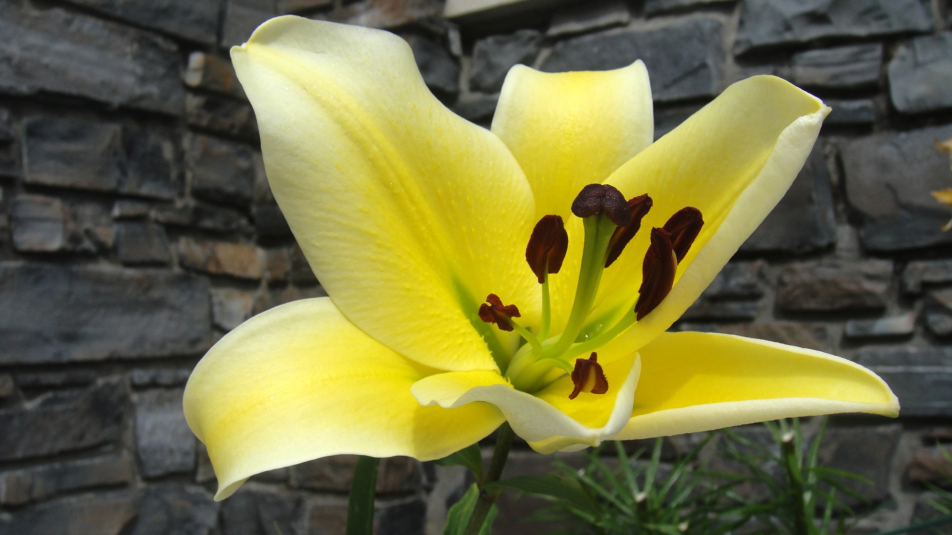 calla lily yellow flower flower free photo