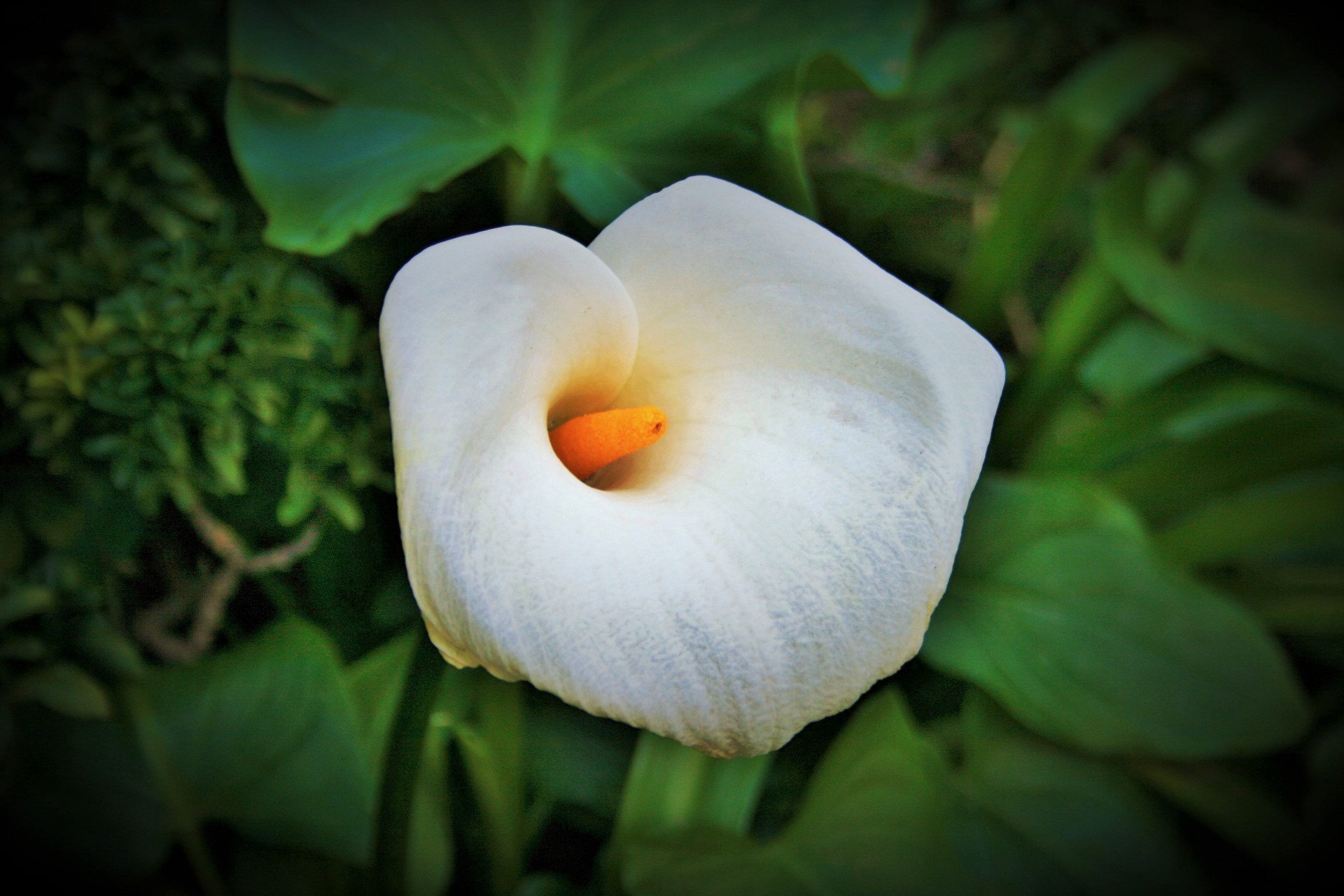 lily white trumpet free photo