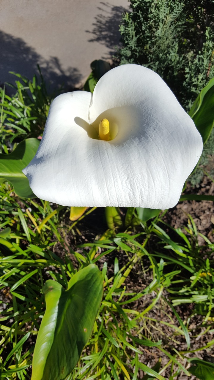 calla lily flower garden free photo