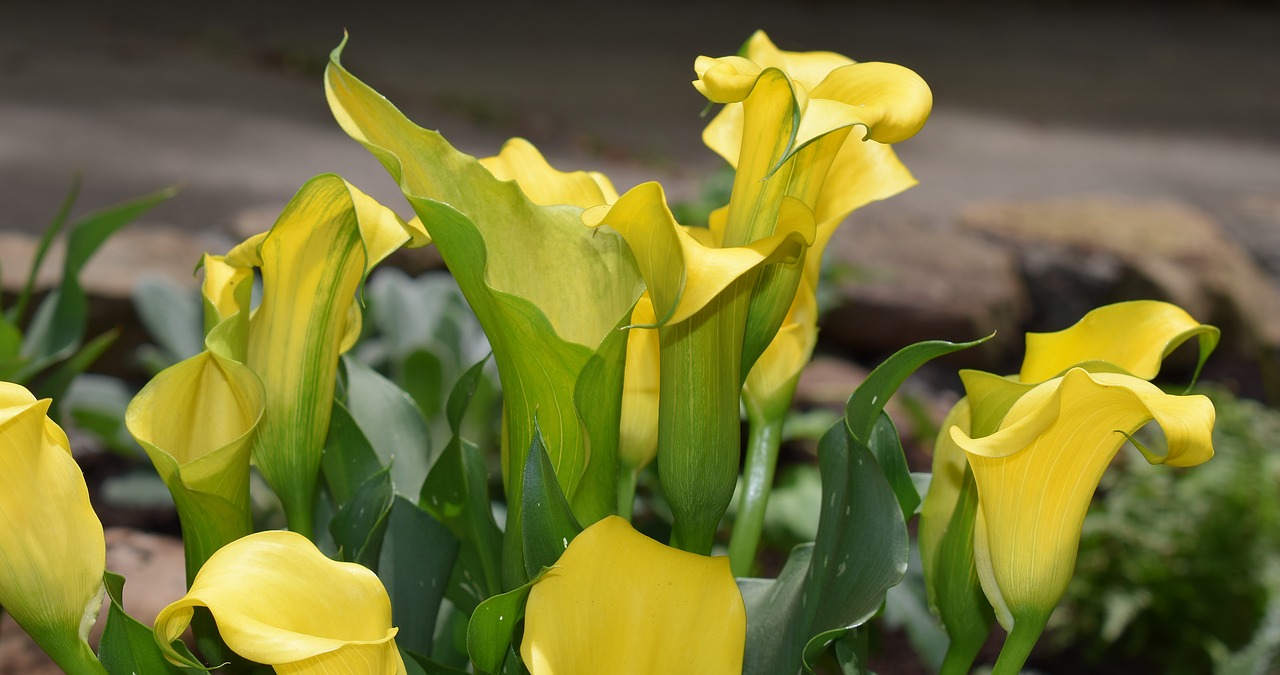 calla lily flower blossom free photo