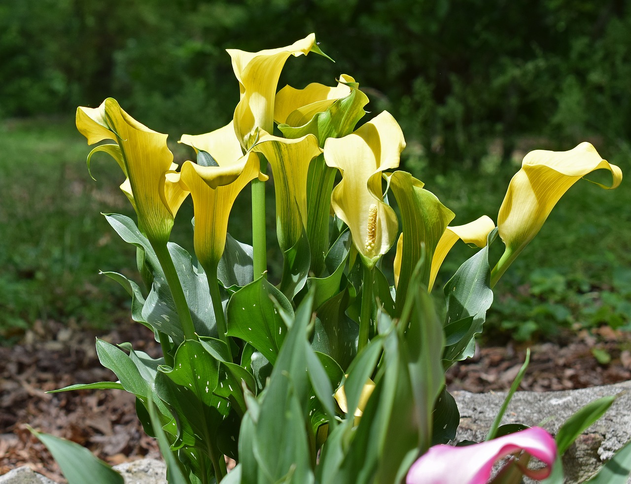 calla lily flower blossom free photo