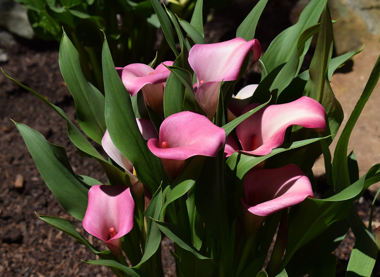 calla lily flower blossom free photo