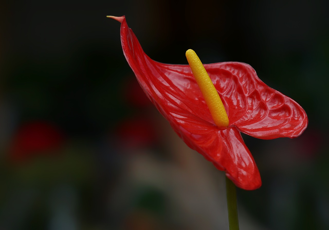 calla lily  flowers  garden free photo