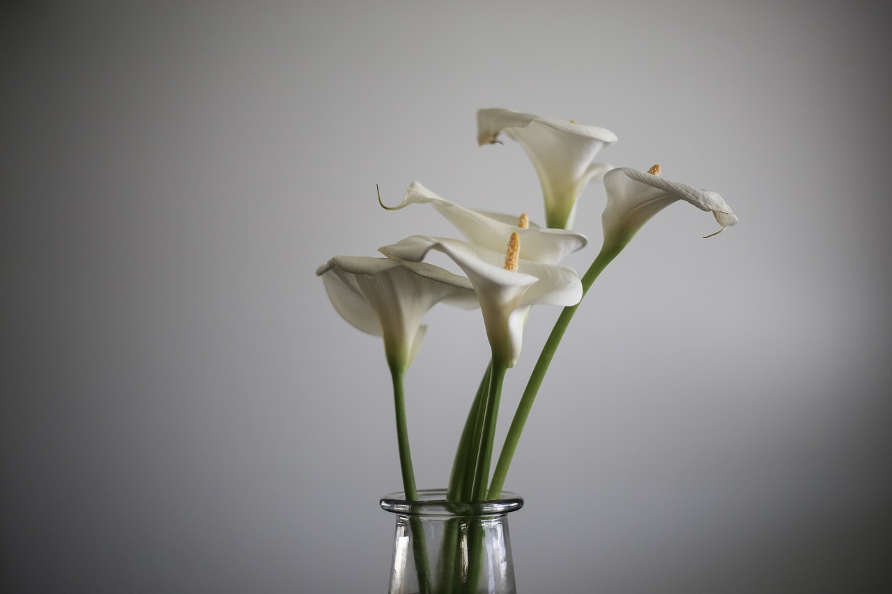 calla lily  lily  flower free photo