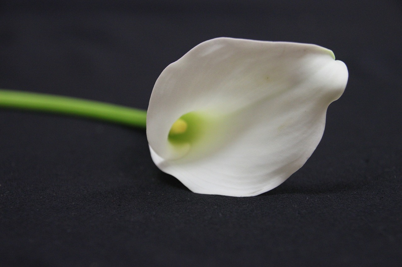 calla lily white flower free photo