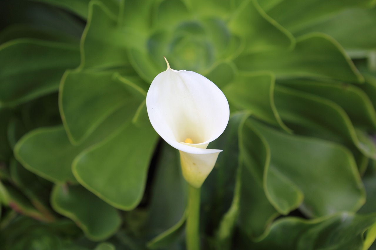 calla lily flower lily free photo