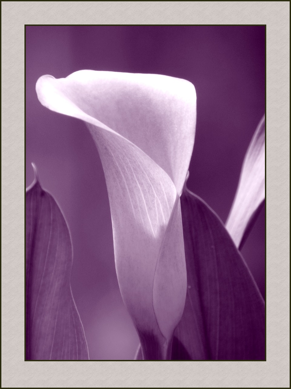 callas flower nature free photo