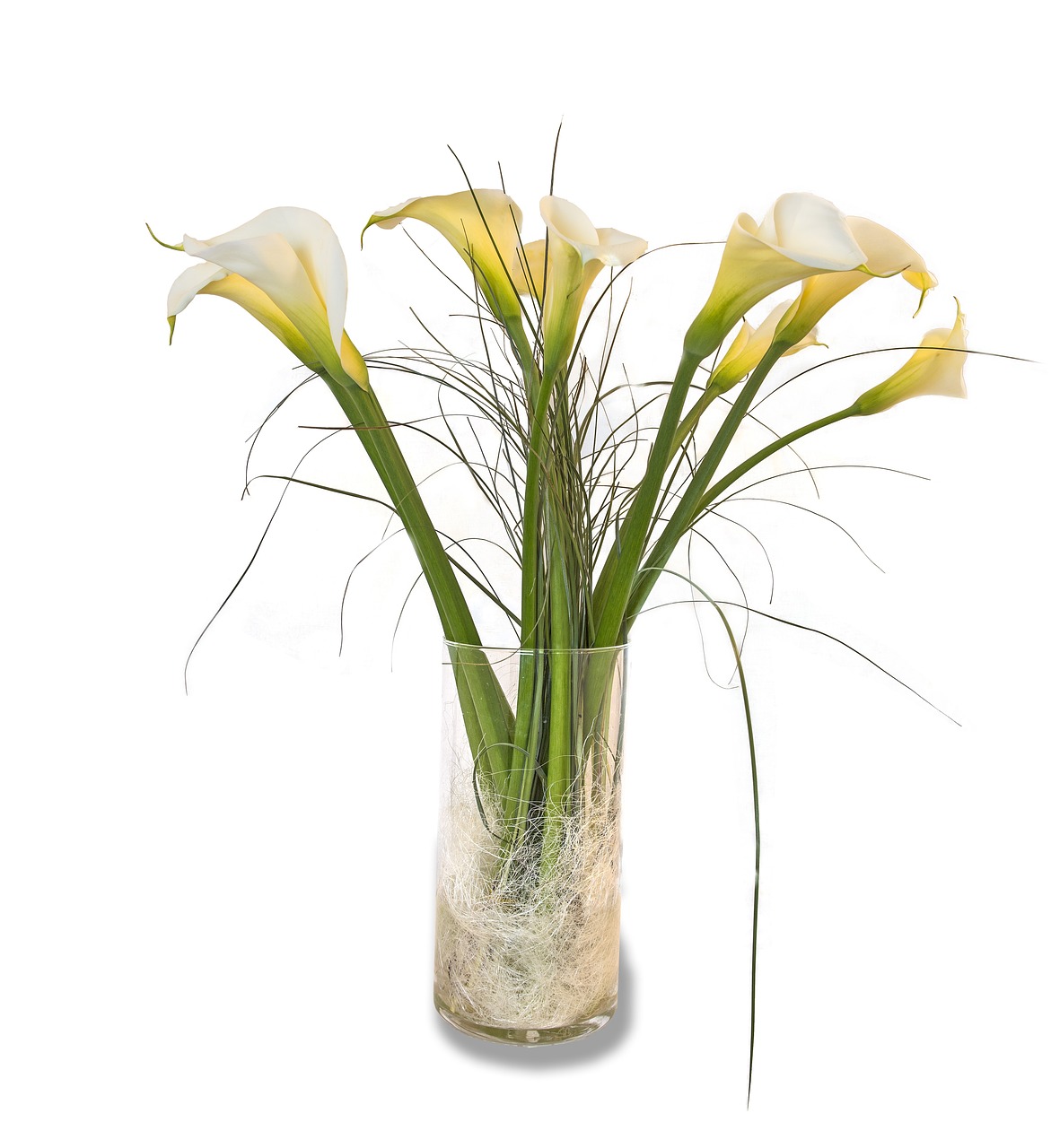 callas flowers cluster free photo